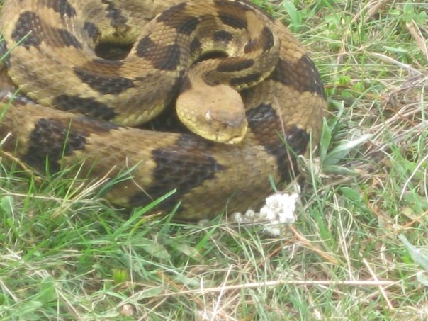 Photo of a light and dark brown snake in a field of grass.